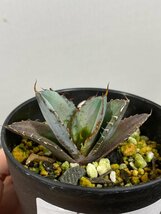 4393 「激レア高級品種】アガベ チタノタ 藍鯨 植え【発根・超厳選極上子株・Agave titanota】_画像1