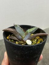 4395 「激レア高級品種】アガベ チタノタ 藍鯨 植え【発根・超厳選極上子株・Agave titanota】_画像2