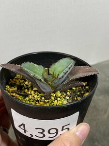 4395 「激レア高級品種】アガベ チタノタ 藍鯨 植え【発根・超厳選極上子株・Agave titanota】