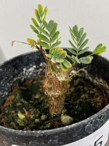 4475 「実生」センナ　メリディオナリス　【種から発芽！・発根・Senna meridionalis・塊根植物・】