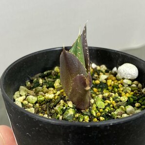 4316 「激レア高級品種」アガベ チタノタ ハデス 黒帝斯 植え【発根開始・Agave titanota Hades・恐竜牙歯・リュウゼツラン】の画像2