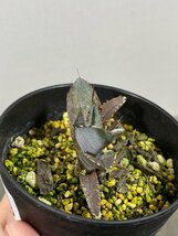 4379 「激レア高級品種】アガベ チタノタ 藍鯨 植え【発根・超厳選極上子株・Agave titanota】_画像2