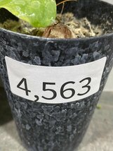 4563 「実生」ディオスコレア アフリカ亀甲竜 ２株セット【発根・Dioscorea elephantipes・美株】_画像4