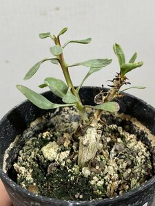 4570 「実生」フォークイエリア　コルムナリス【種から発芽・有望株・Fouquieria columnaris・観峰玉・塊根植物・残り僅か】