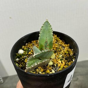 4347 「激レア高級品種】アガベ チタノタ 蟹 植え【発根開始・多肉植物・超厳選極上子株・Agave titanota】の画像4