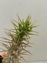 5313 「塊根植物」パキポディウム レアリー 抜き苗【最新到着・多肉植物・Pachypodium lealii】_画像8