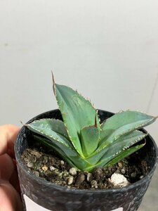 5050 「多肉植物】アガベ　ホワイトアイス【発根・子株・agave white ice】