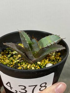 4378 「激レア高級品種】アガベ チタノタ 藍鯨 植え【発根・超厳選極上子株・Agave titanota】