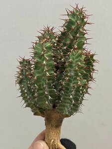 5359 「多肉植物」ユーフォルビア ノベリー 抜き苗【最新到着・塊根植物・Euphorbia knobelii・閃光閣】