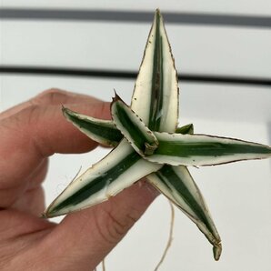 7153 「激レア高級品種」アガベ 氷山  抜き苗【ササノユキ笹の雪・ Agave victoriae-reginae 'Hyouzan'】の画像8