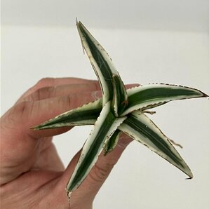 7148 「激レア高級品種」アガベ 氷山  抜き苗【ササノユキ笹の雪・ Agave victoriae-reginae 'Hyouzan'】の画像5