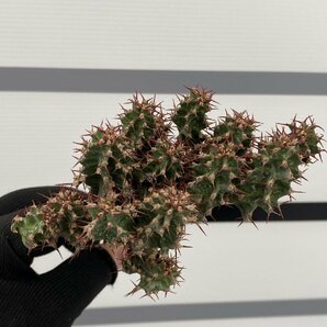 7008 「多肉植物」ユーフォルビア ノベリー 抜き苗【最新到着・塊根植物・Euphorbia knobelii・閃光閣】の画像8