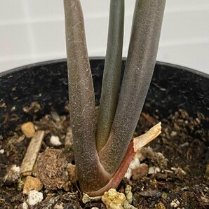 6542 「実生株】アロエ スザンナエ【種から発芽！・成長順調厳選株・Aloe・多肉植物】の画像5