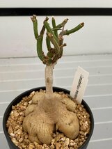 6931 「多肉植物I】モナデニウム モンタナム 植え【塊根植物・発根・美株・Monadenium montanum】_画像2