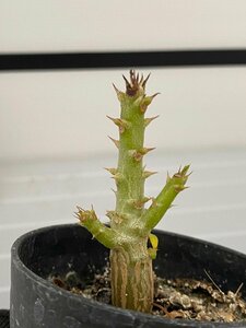 6353 「実生」パキポディウム ウィンゾリ 【種から発芽・発根・Pachypodium windsorii・塊根植物】