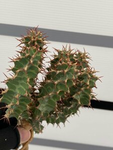 7029 「多肉植物」ユーフォルビア ノベリー 抜き苗【最新到着・塊根植物・Euphorbia knobelii・閃光閣】