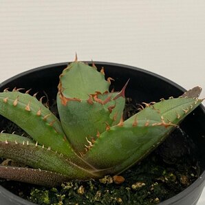 6396 「激レア高級品種】アガベ チタノタ 姫仁王冠 植え【発根開始・多肉植物・超厳選極上子株・Agave titanota】の画像3