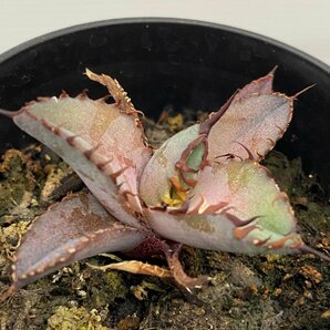 6385 「激レア高級品種】アガベ チタノタ 藍鯨 植え【発根・超厳選極上子株・Agave titanota】の画像4