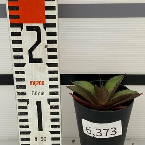 6373 「激レア高級品種】アガベ チタノタ 黒火 植え【発根・多肉植物・子株・Agave titanota Black Fire】の画像5