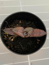 6384 「激レア高級品種】アガベ チタノタ 藍鯨 植え【発根・超厳選極上子株・Agave titanota】_画像2