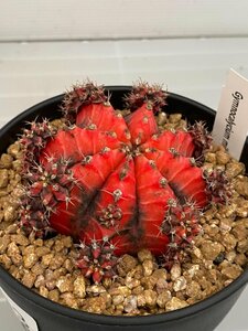 6993 「多肉植物I」ギムノカリキウム ミハノビッチ 植え【発根・美株・Gymnocalycium mihanovichii・サボテン】