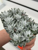 7169 「多肉植物」ダドレア グノマ 抜き苗【最新到着・塊根植物・美株・Dudleya gnoma・検）グリーニー】_画像1