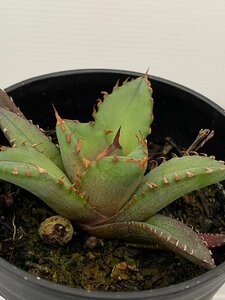 6391 「激レア高級品種】アガベ チタノタ 姫仁王冠　植え【発根開始・多肉植物・超厳選極上子株・Agave titanota】