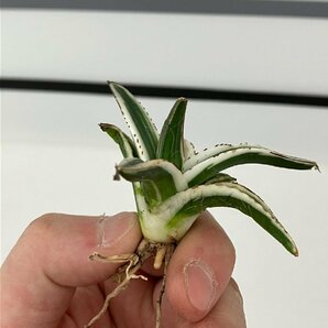 7148 「激レア高級品種」アガベ 氷山  抜き苗【ササノユキ笹の雪・ Agave victoriae-reginae 'Hyouzan'】の画像8