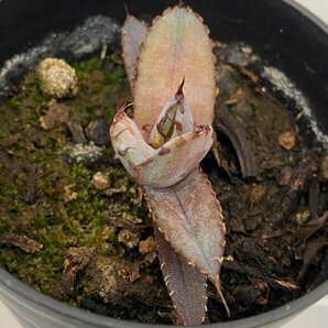 6387 「激レア高級品種】アガベ チタノタ 藍鯨 植え【発根・超厳選極上子株・Agave titanota】の画像5