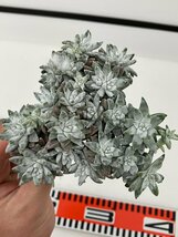 7172 「多肉植物」ダドレア グノマ 抜き苗【最新到着・塊根植物・美株・Dudleya gnoma・検）グリーニー】_画像1