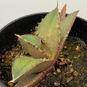 6376 「激レア高級品種】アガベ チタノタ 黒火 植え【発根・多肉植物・子株・Agave titanota Black Fire】の画像4