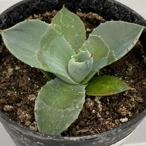 6523 「多肉植物】アガベ パリートランカータ【発根・子株・Agave parryi var. truncata】の画像4