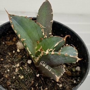 6509 「激レア高級品種」アガベ チタノタ 白鯨 植え【発根・Agave Titanota White Whale・】の画像3