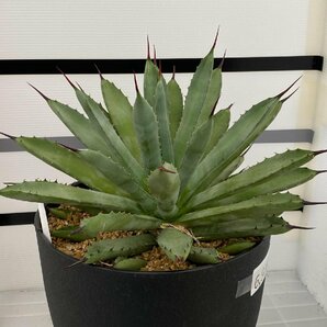 6916 「多肉植物I】アガベ マクロアカンサXL 植え【発根・美株・Agave macroacantha】の画像4