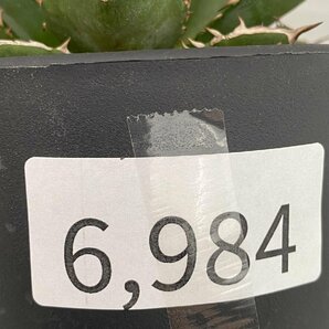 6984 「多肉植物I】アガベ チタノタ 小島白刺 植え【発根・美株・小島白刺・Agave Titanota Kojima hakushi】の画像7