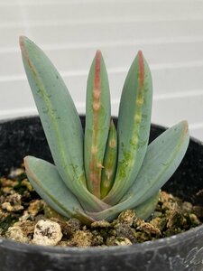 6595 「実生」アロエ　ロンギスティラ 【種から発芽・発根・Aloe longistyla・百鬼夜行・多肉植物】