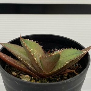 6376 「激レア高級品種】アガベ チタノタ 黒火 植え【発根・多肉植物・子株・Agave titanota Black Fire】の画像3