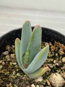 6596 「実生」アロエ　ロンギスティラ 【種から発芽・発根・Aloe longistyla・百鬼夜行・多肉植物】