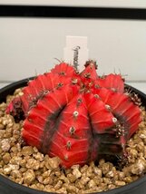 6995 「多肉植物I」ギムノカリキウム ミハノビッチ 植え【発根・美株・Gymnocalycium mihanovichii・サボテン】_画像1