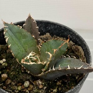 6497 「激レア高級品種」アガベ チタノタ 白鯨 植え【発根・Agave Titanota White Whale・】の画像1