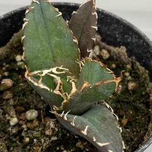 6497 「激レア高級品種」アガベ チタノタ 白鯨 植え【発根・Agave Titanota White Whale・】の画像3