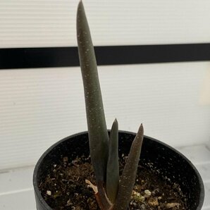 6542 「実生株】アロエ スザンナエ【種から発芽！・成長順調厳選株・Aloe・多肉植物】の画像2