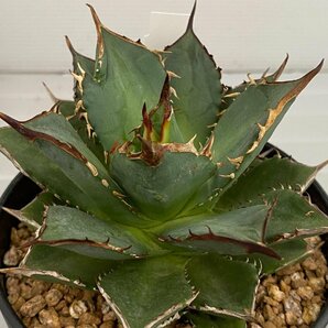 6987 「多肉植物I】アガベ チタノタ 小島白刺 植え【発根・美株・小島白刺・Agave Titanota Kojima hakushi】の画像1