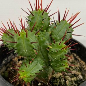 6902 「実生」Euphorbia heptagona 【多肉植物・ユーフォルビア ・南アフリカ産種子】の画像3