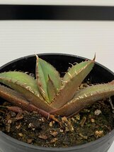 6376 「激レア高級品種】アガベ チタノタ 黒火 植え【発根・多肉植物・子株・Agave titanota Black Fire】_画像1