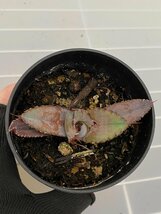 6388 「激レア高級品種】アガベ チタノタ 藍鯨 植え【発根・超厳選極上子株・Agave titanota】_画像2