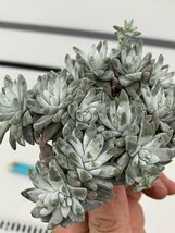 7171 「多肉植物」ダドレア グノマ 抜き苗【最新到着・塊根植物・美株・Dudleya gnoma・検）グリーニー】_画像2