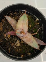 6386 「激レア高級品種】アガベ チタノタ 藍鯨 植え【発根・超厳選極上子株・Agave titanota】_画像2