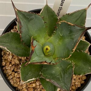 6985 「多肉植物I】アガベ チタノタ 小島白刺 植え【発根・美株・小島白刺・Agave Titanota Kojima hakushi】の画像5