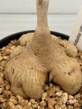 6931 「多肉植物I】モナデニウム モンタナム 植え【塊根植物・発根・美株・Monadenium montanum】_画像5